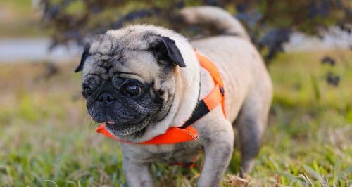 十大最干净小型犬？ 适合新手养的小型犬