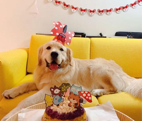 一岁大金毛犬什么价格？ 金毛价格一般是多少