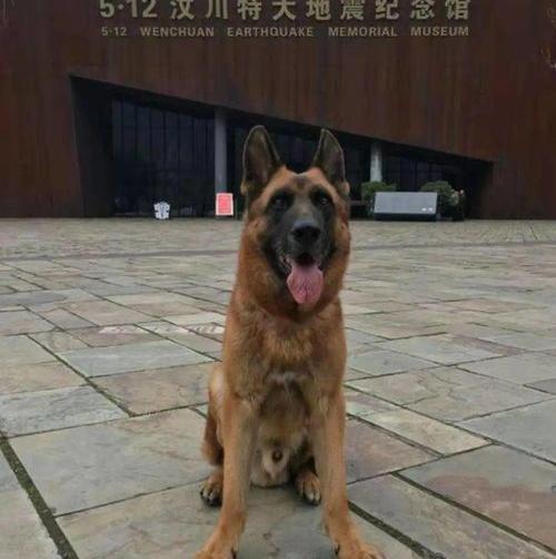 黄金大劫案真相解析？（为什么搜救犬全部处死）