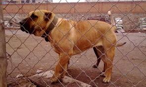 世界四大防暴犬？ 世界最凶的狗十大排名