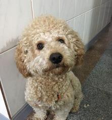 小型贵宾犬一只多少钱?（小型贵宾犬多少钱一只?）