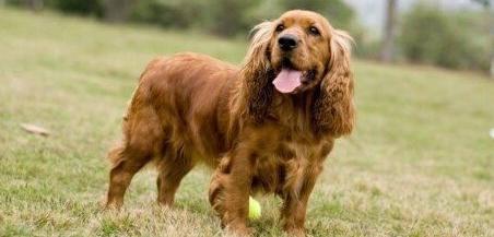 美国可卡犬优缺点？（可卡犬智商）
