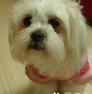 晚上看家的小型犬？ 西施犬多少钱一只