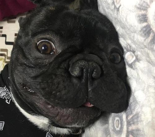 目前市场上的斗牛犬以英斗和法斗两个品种最为常见，斗牛犬多少钱一只？（法斗一只正常要多少钱）