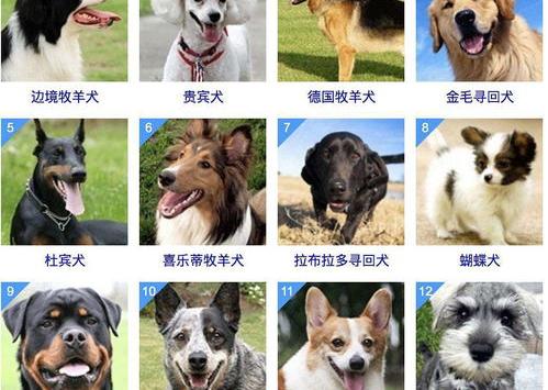 中型犬智商排名？（宠物狗智商排名）