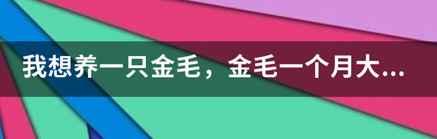 养只金毛一个月要多少钱（养金毛一个月要花多少）