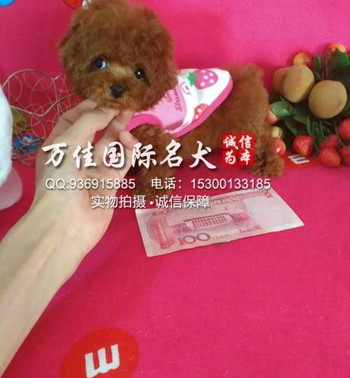 红泰迪和灰泰迪哪个贵哪个聪明？ 泰迪犬多少钱一只幼崽