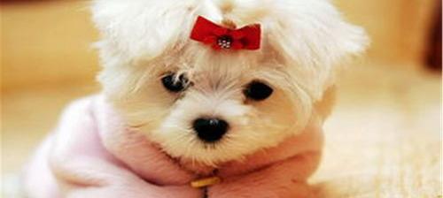 拳师犬和斯塔福犬哪个适合家养？ 养什么狗好 适合家养