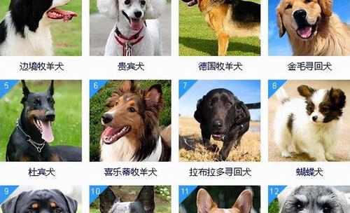 最聪明善良的狗狗？ 什么狗最聪明