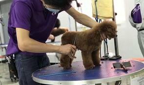 宠物美容师证书怎么考？ 宠物美容师证报名入口