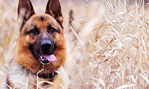 牧羊犬养东德好还是西德好？（西德牧羊犬）