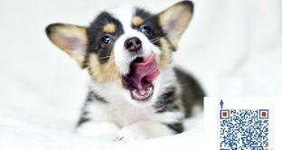 买一只柯基犬母的要多少钱？（柯基价格）