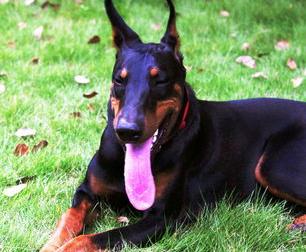 杜宾是禁养犬吗 杜宾犬为什么被禁养了