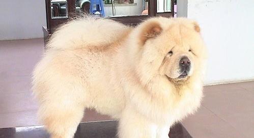 不怕冷的小型犬？（小型松狮犬）