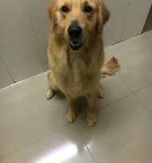 400块钱买了一只金毛，大家看值吗？（成年金毛犬价格多少钱一只）
