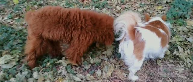 犬瘟热如何传播的？（犬瘟热怎么引起的）