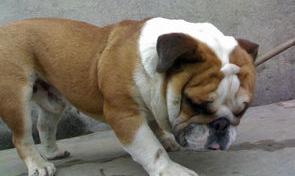 世界十大凶犬最新排名？（英国斗牛犬多少钱一只）