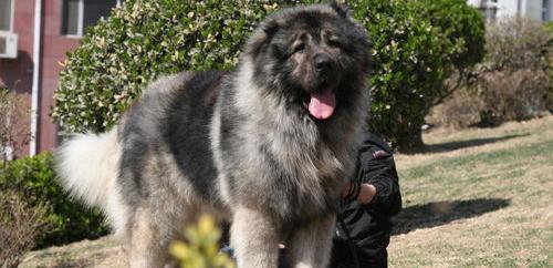 世界十大凶犬最新排名？（高加索犬30秒咬死藏獒）