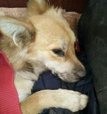 犬瘟怎样护理？（犬瘟怎么治疗）