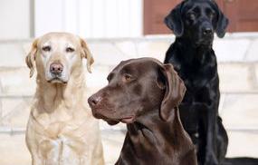 拉布拉多多少钱一只？（拉布拉多犬的价格多少钱一只）
