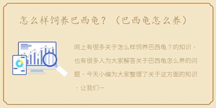 怎么样饲养巴西龟？（巴西龟怎么养）