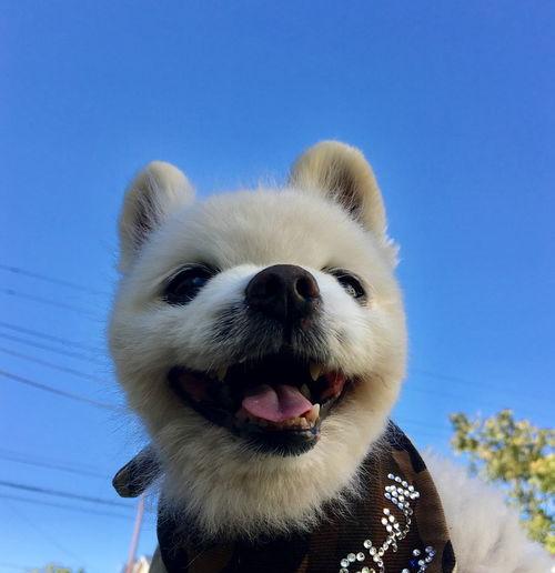 俊介这种狗好的品种多少钱？（俊介狗狗多少钱一只）