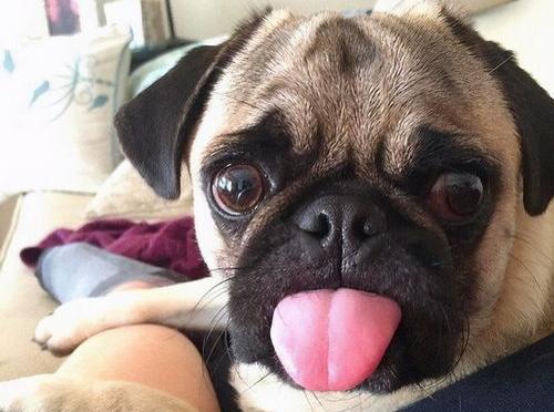 我刚买的巴哥犬，纯不纯啊？（巴哥犬怎么看纯不纯）