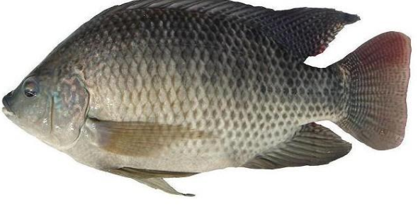 罗非鱼苗价格_罗非鱼价格