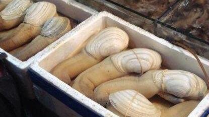 象拔蚌价格一般多少_象拔蚌价格