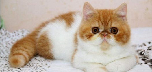 金色波斯猫多少钱_波斯猫多少钱