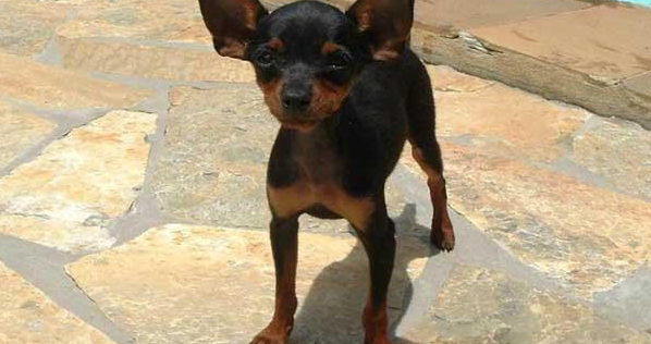 小鹿犬价格多少钱一只_小鹿犬价格