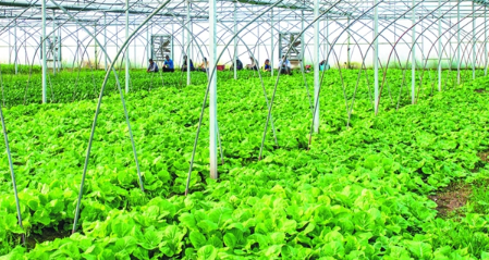 农业市场分析及定位_农业市场分析