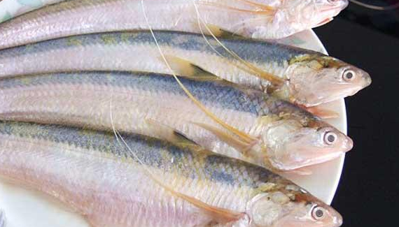刀鱼和带鱼是一种鱼吗_刀鱼