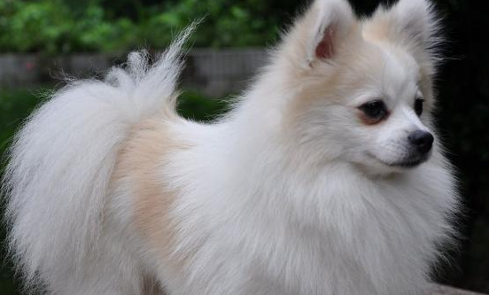 小型猎狐犬市场价格 狐狸犬价格