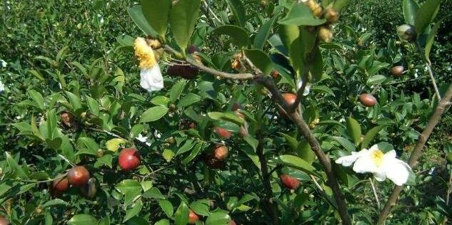 茶油怎么吃最好_茶油