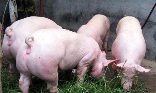 养猪业的前景_养猪业前景