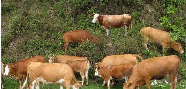 家庭养殖致富信息怎么写_家庭养殖致富信息