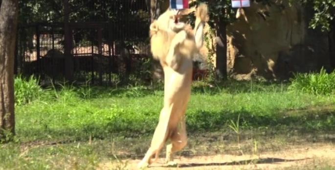 狮子预测欧洲杯_泰国狮子预测世界杯准确率90%