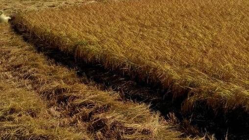 中国大米产地排名_中国大米产地