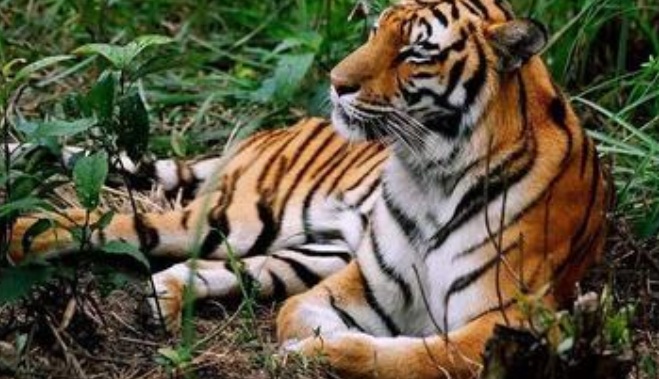 现存华南虎的数量_华南虎数量