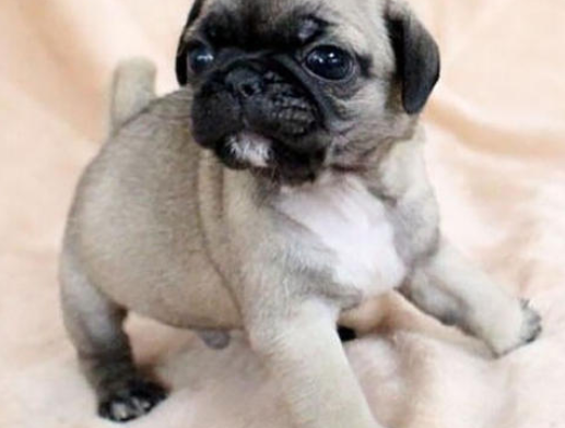 八哥犬一只多少钱[八哥犬多少钱]