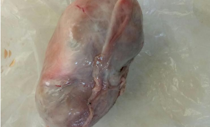 鸡宝值多少钱_鸡宝