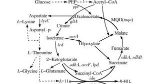 月桂酰肌氨酸钠洗面奶好不好？ 谷氨酸对皮肤的作用和功效