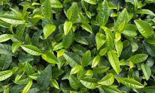 皂甙是一种什么物质，成分是什么，有什么功效？ 皂素是什么东西