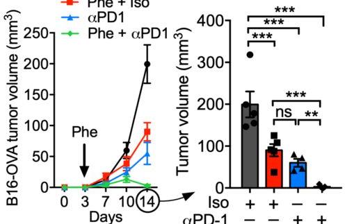 苯乙肼和反苯环丙胺可以同时使用吗 苯乙肼是什么药