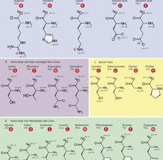 淀粉酶的化学本质？ 淀粉酶是什么
