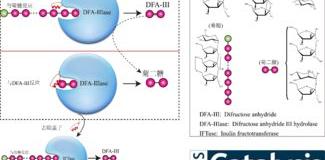什么是低聚果糖？ 菊糖的作用