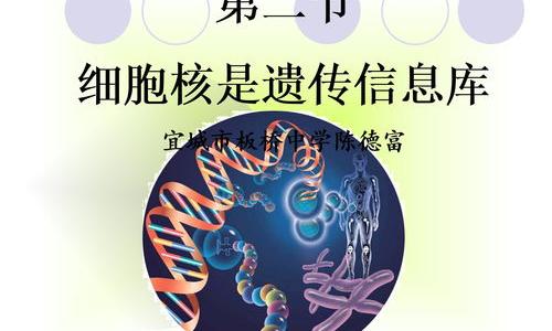 细胞核，是酸性还是碱性？ 细胞核染色剂