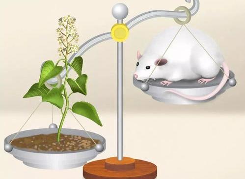 亲们,雷公藤红素多少钱?能减肥吗 雷公藤红素减肥效果