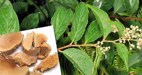 内风湿的治疗有效方法？ 雷公藤红素的提取